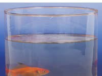 Ako živý efektný doplnok môže byť akvárium s rybkami, ktoré je podľa feng shui symbolom prílivu peňazí a hojnosti. 