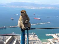 Opica makaka na Gibraltári. 