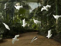 Pirsc Porcelain 3D tapety Birds.