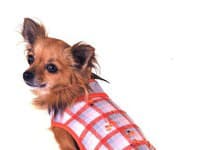 Psia kolekcia z dielne Lily Canis.