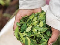 Príroda má skvelé detoxikačné účinky na vašu pleť