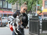 Modelka Gigi Hadid si obľúbila francúzskeho bulldočka, ktorý je vo všeobecnosti veľmi priateľským psom