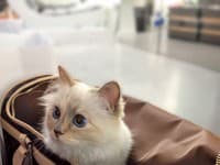 Návrhár Karl Lagerfeld bol známy tým, že si vytvoril mimoriadne silné puto so svojou mačkou Choupette