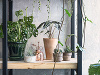 Alokázia a Monstera Alokázia a Monstera