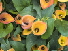 Zantedeschia - kala Zantedeschia - kala