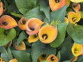 Zantedeschia - kala Zantedeschia - kala