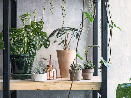 Alokázia a Monstera Alokázia a Monstera