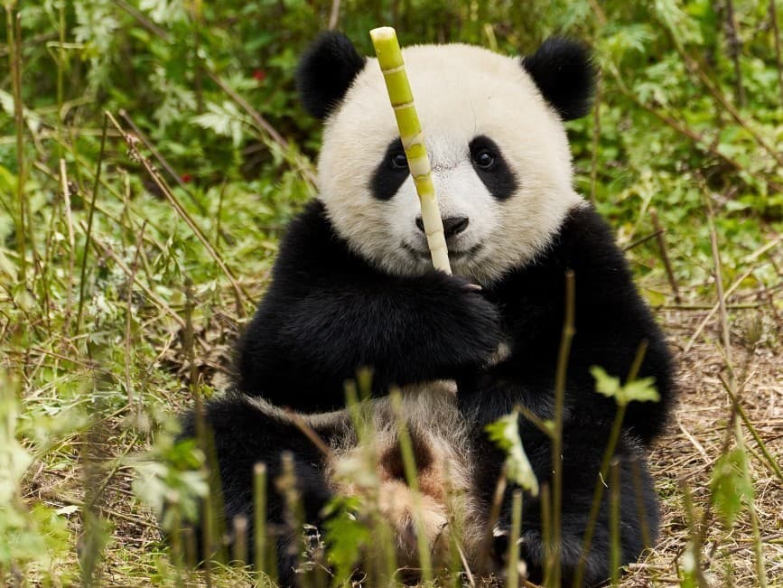 Zábery z filmu Panda a ja