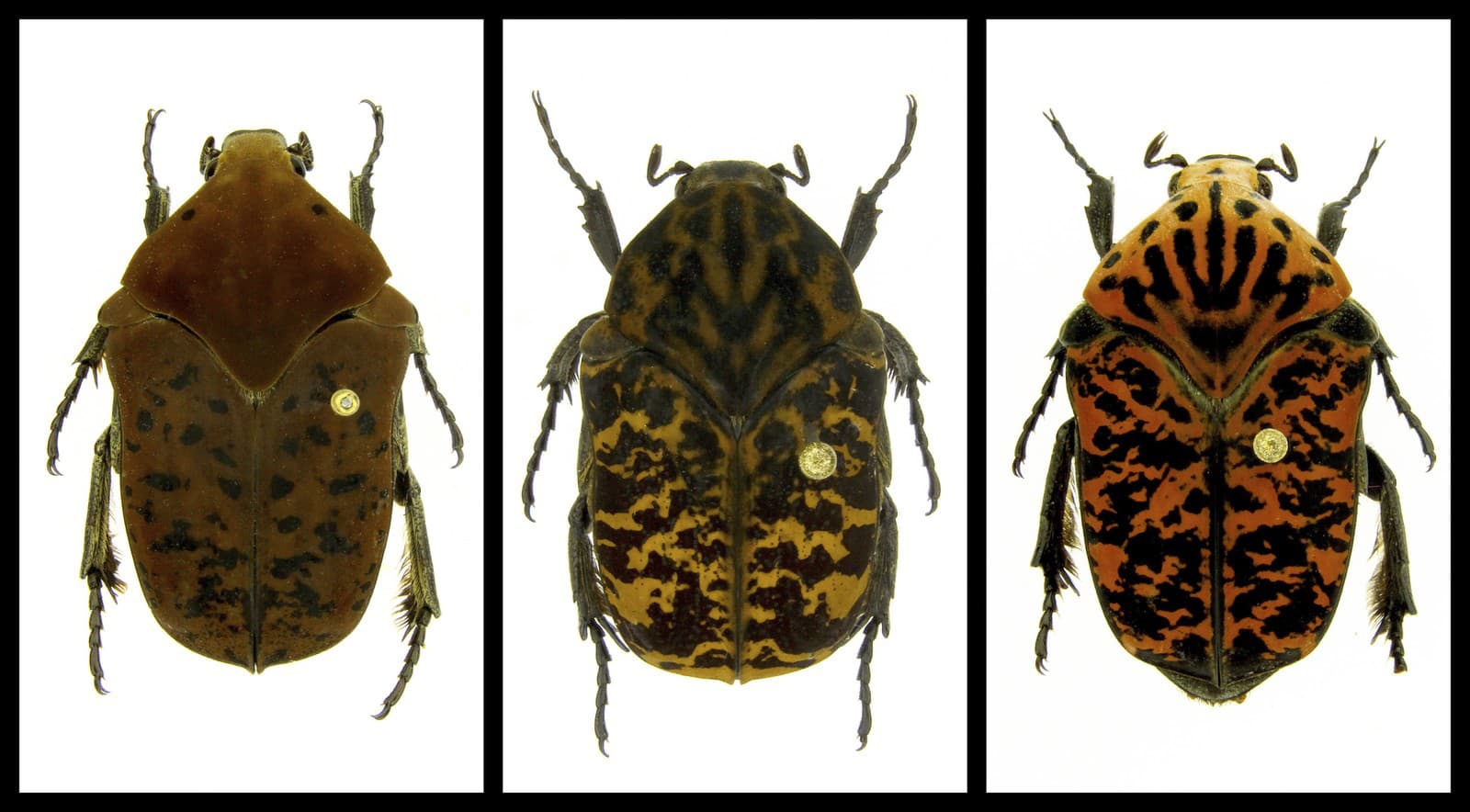 Nové druhy chrobákov zľava Gymnetis drogoni, Gymnetis rhaegali a Gymnetis viserioni. (Foto: SITA/AP/Brett Ratcliffe)