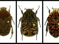 Nové druhy chrobákov zľava Gymnetis drogoni, Gymnetis rhaegali a Gymnetis viserioni. (Foto: SITA/AP/Brett Ratcliffe)