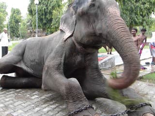 Slon Raju
