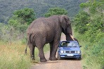 slon na ceste