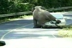 Slon si pomýlil auto