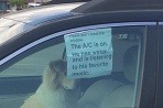 Pes sám v aute