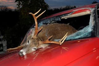 deer accident