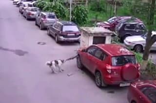 Pes mi zožral auto...
