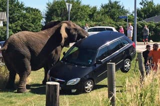 Slon versus Škoda Fabia
