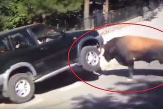 Bull vs Nissan