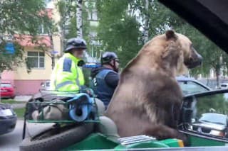 Medveď na motorke