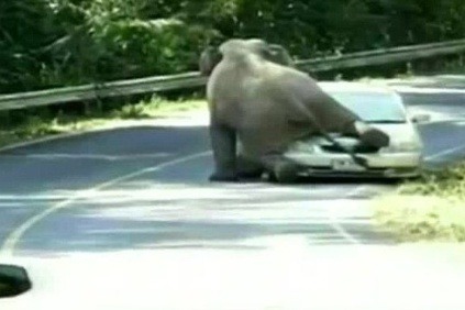 Slon si pomýlil auto