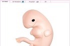 Embryo v siedmom týždni