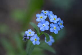 Adorable blue forget-me-nots blooming