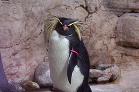 Tučniak vo viedenskej zoologickej