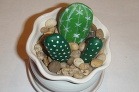 Kaktusy z kameňov zvládne