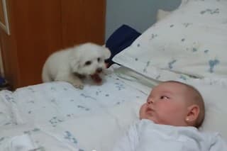 VIDEO: Zvedavé šteniatko sa