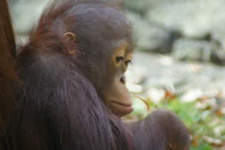 Orangutan sa nevie vynadívať