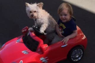 Labky na volant a
