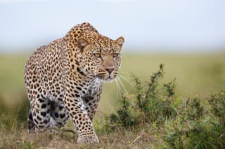 Za necelý mesiac leopardy