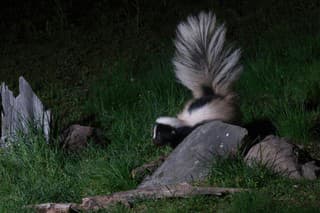 Skunk pruhovaný