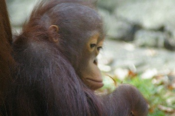 Orangutan sa nevie vynadívať