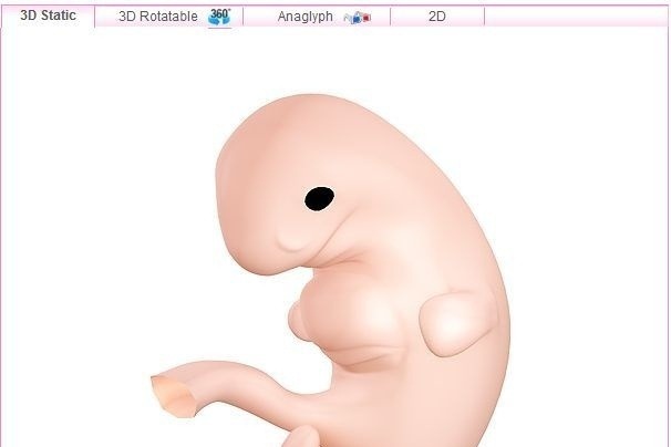 Embryo v siedmom týždni