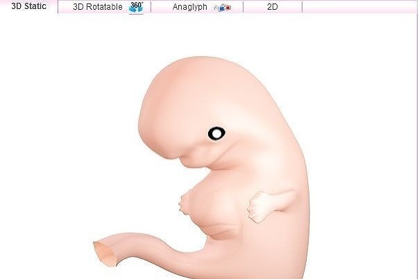 Embryo vo ôsmom týždni