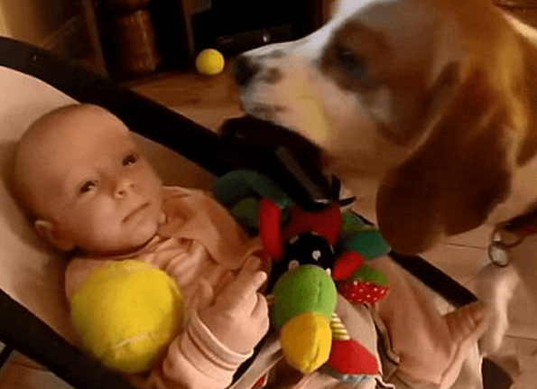 Najsladšie ospravedlnenie psíka bábätku