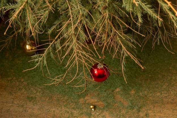 Ako nezabiť vianočný stromček: