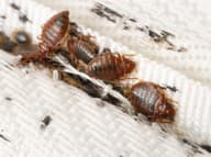 7 varovných SIGNÁLOV, že máte doma PLOŠTICE: Toto PREZRADÍ ťažko rozpoznateľný hmyz!