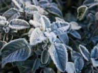 Zimná BYLINKA, ktorá ťažko nájde KONKURENTA: Svojimi účinkami PREKONÁ ostatné rastliny