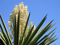 Rastlina Yucca. (Foto: gettyimages.com)