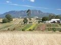 Pestovanie špeciálnych plodín na Tasmánii. Foto: archív I. Šalamona
