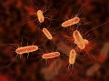 Baktérie E. coli. Foto: Gettyimages.com