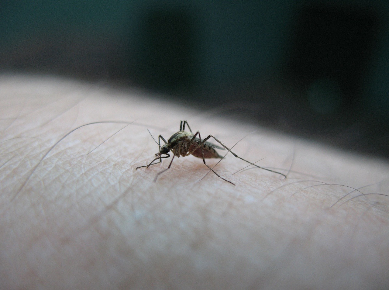 Komáre druhu Culex prenášajú nebezpečnú západonílsku horúčku.