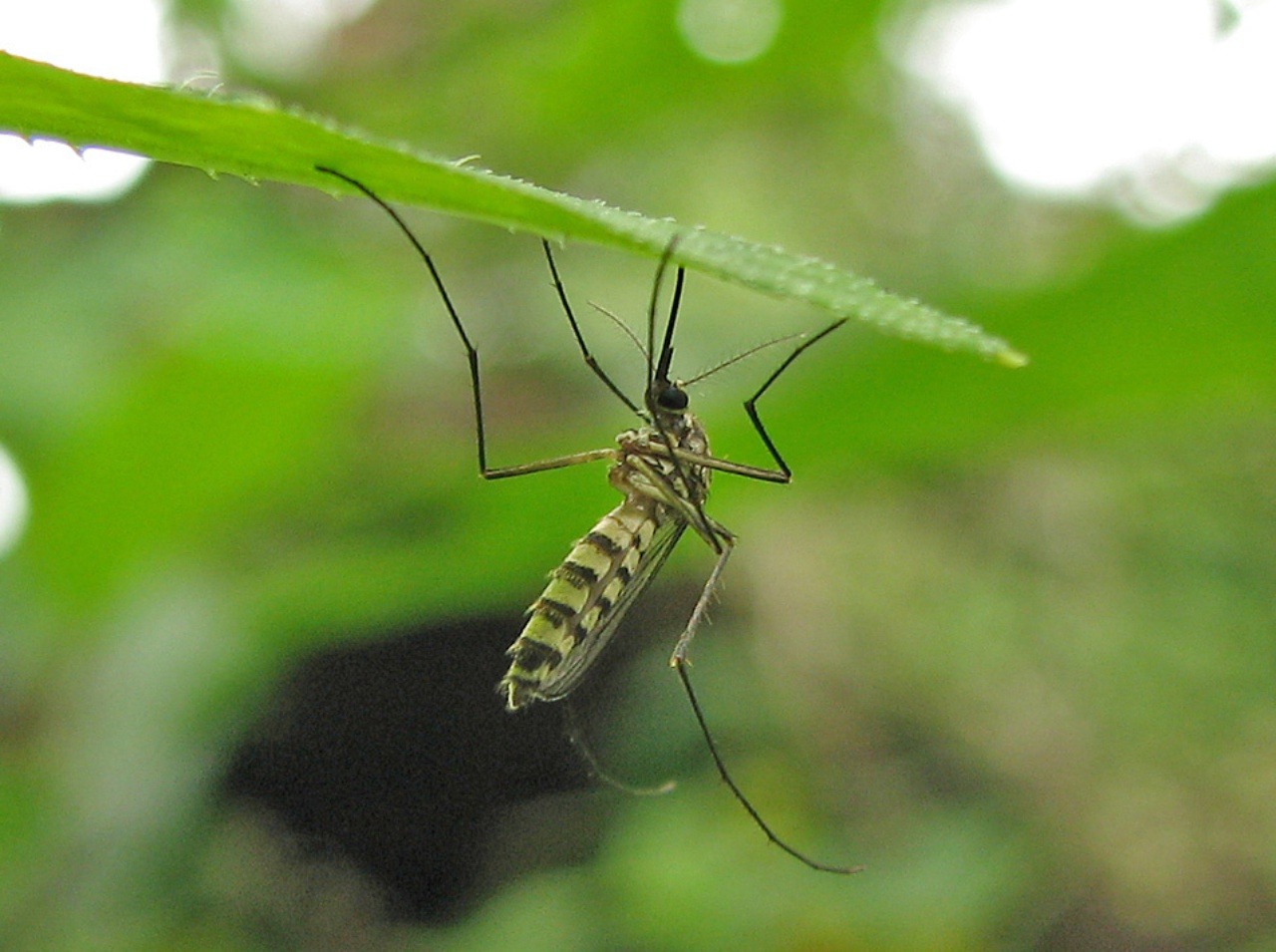 Vedci objavili novú účinnú ochranu pred komármi!
