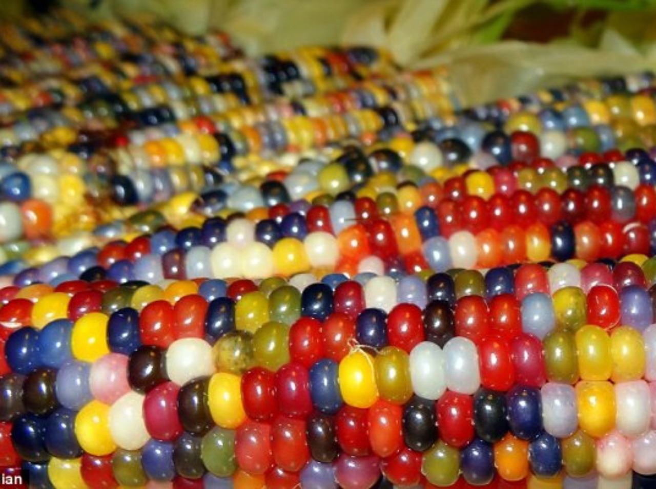 Farebná kukurica je raritou pre mnohých záhradkárov na svete.