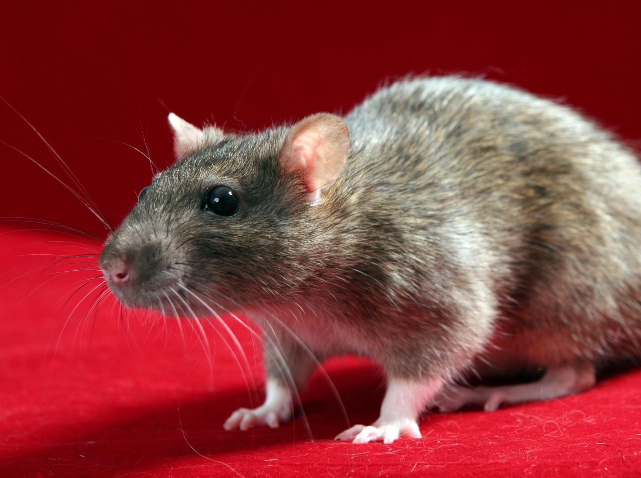 Nebezpečné potkany sa prechádzali po nemocničnej lekárni v Číne.