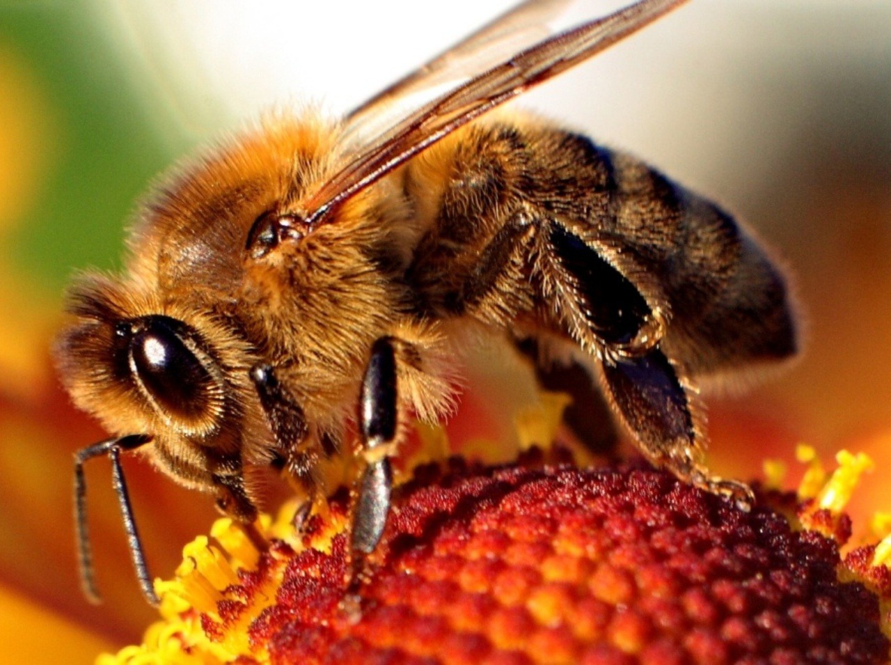 Včely dokážu identifikovať zárodky rakoviny v ľudskom tele.