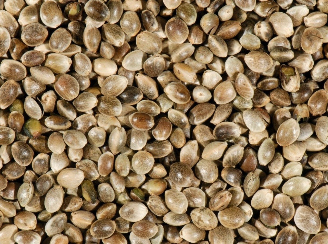 Semená konopy siatej majú vypadnúť zo zoznamu omamných látok.