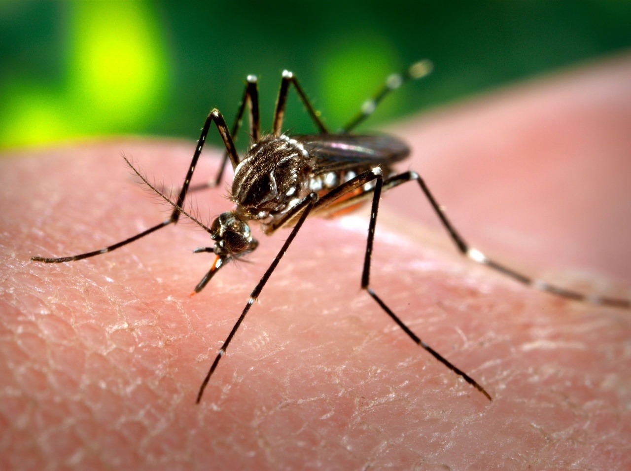 Komáre sa kvôli teplu množia, hrozí invázia?
